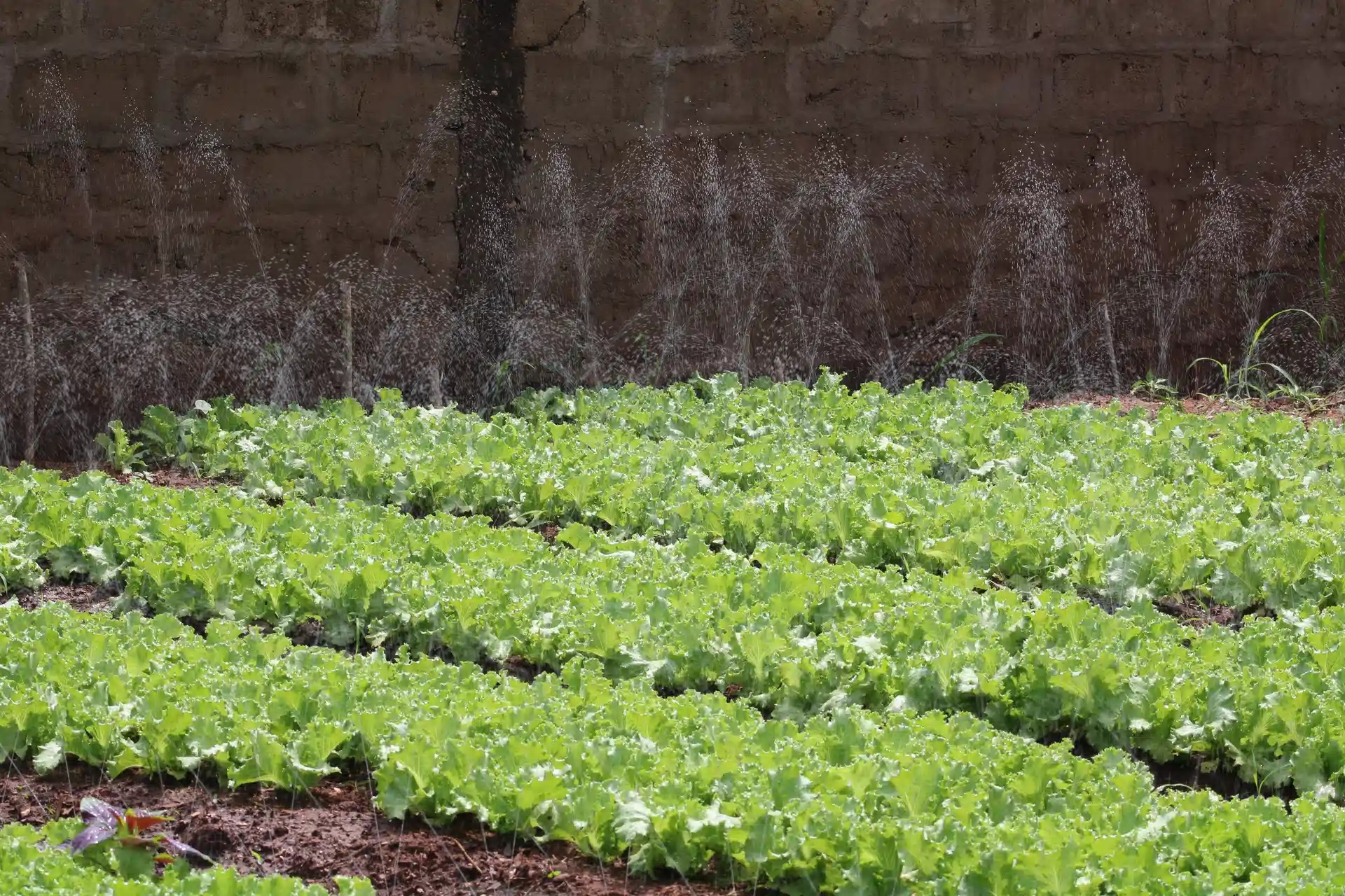 Lire la suite à propos de l’article Agriculture durable