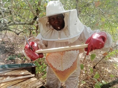 Lire la suite à propos de l’article L’apiculture : une solution durable pour la restauration des écosystèmes et le développement économique au nord-ouest du Bénin