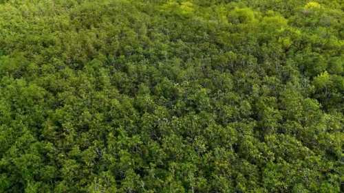 Lire la suite à propos de l’article Environnement : Protection et conservation des écosystèmes