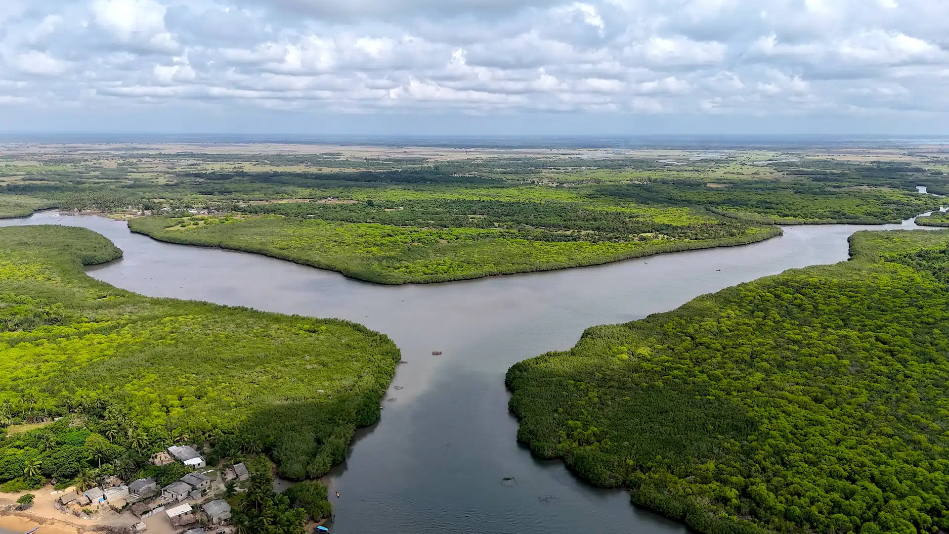 Lire la suite à propos de l’article Restauration des mangroves